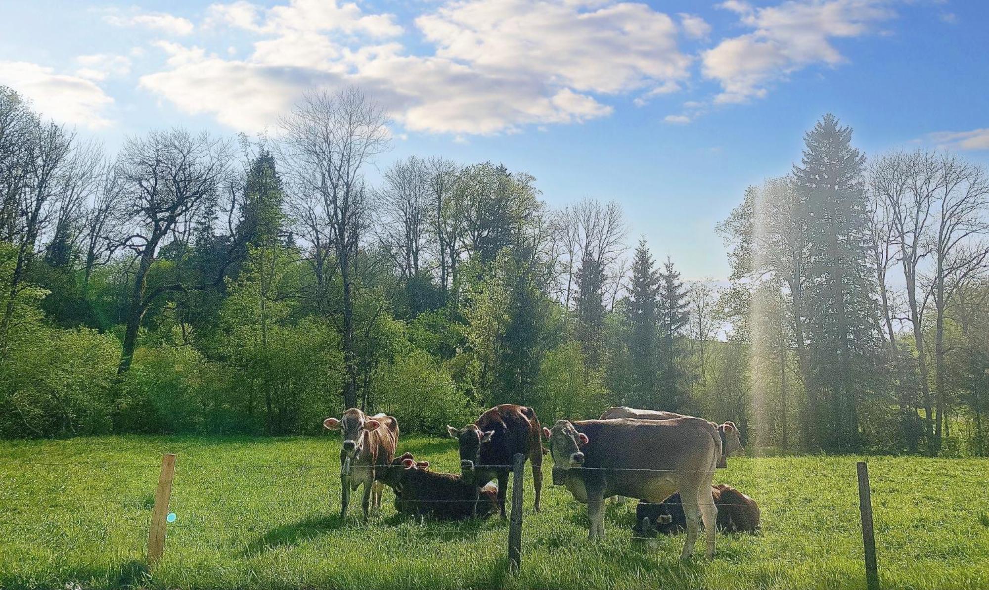 Lindners Hideaways - Bergnest Lodge - Bergblick Fewo 6 Pers Balkon Garten Hund Ski Unterkunft Luftkurort Oberreute Naehe Buchenegger Wasserfaelle Eistobel Bodensee Екстериор снимка